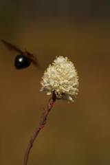 Stenanthium densum