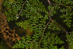 Jamesonia flexuosa image
