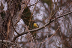 Motacilla cinerea cinerea