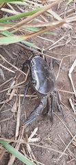 Potamonautes barnardi