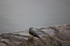 Motacilla cinerea cinerea