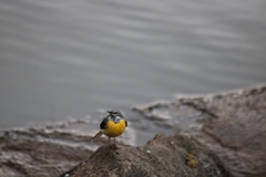 Motacilla cinerea cinerea