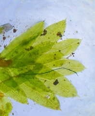 Fissidens