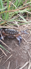 Potamonautes barnardi