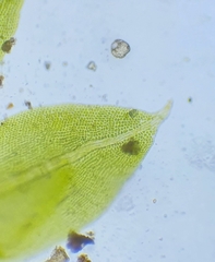 Fissidens