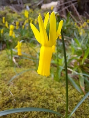Narcissus cyclamineus