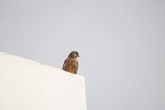 Falco tinnunculus canariensis