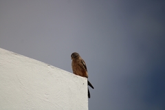 Falco tinnunculus canariensis