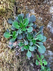 Saxifraga spathularis