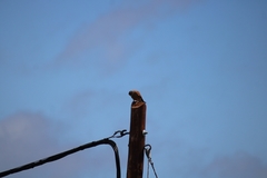 Falco tinnunculus canariensis