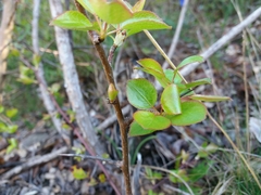 Pyrus cordata