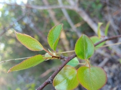 Pyrus cordata