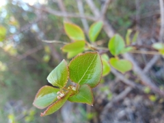 Pyrus cordata