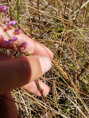 Polygala crenata