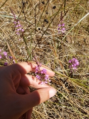 Polygala crenata