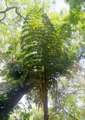 Caryota rumphiana