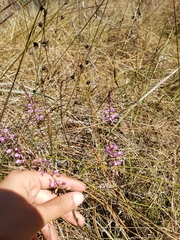 Polygala crenata
