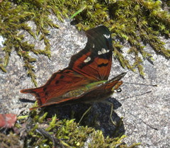 Hypanartia trimaculata
