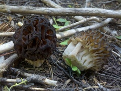 Morchella snyderi