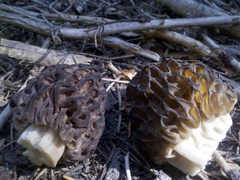 Morchella snyderi