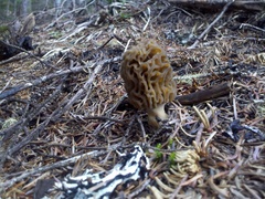 Morchella snyderi