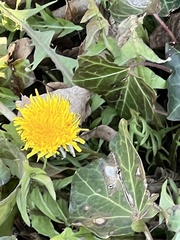Taraxacum officinale