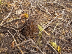 Morchella snyderi