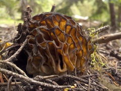 Morchella snyderi