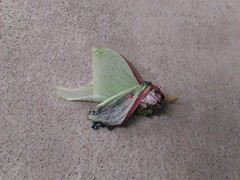 Actias sinensis
