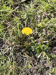 Taraxacum officinale