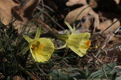 Narcissus bulbocodium graellsii