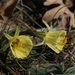 Narcissus bulbocodium graellsii - Photo (c) Pablo de la Fuente Brun, algunos derechos reservados (CC BY), subido por Pablo de la Fuente Brun