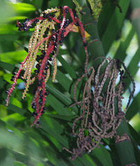 Pinanga dicksonii