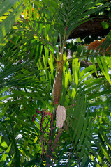 Pinanga dicksonii