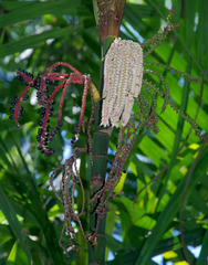 Pinanga dicksonii