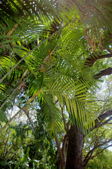 Pinanga dicksonii