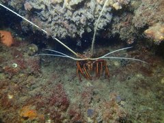 Panulirus cygnus