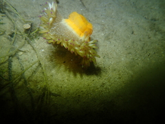 Heteractis