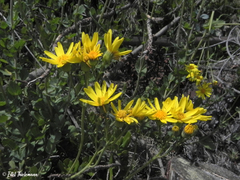 Senecio nigrescens