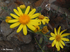 Senecio nigrescens