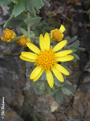 Senecio nigrescens