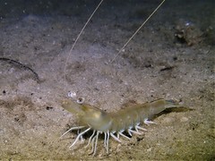 Penaeus latisulcatus