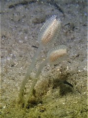 Sycozoa pedunculata