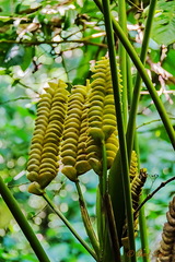 Calathea crotalifera image