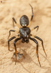 Hypsosinga lithyphantoides