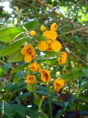 Senna stipulacea