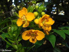 Senna stipulacea