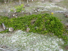 Parsonsia alboflavescens