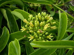 Parsonsia alboflavescens