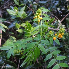 Senna stipulacea